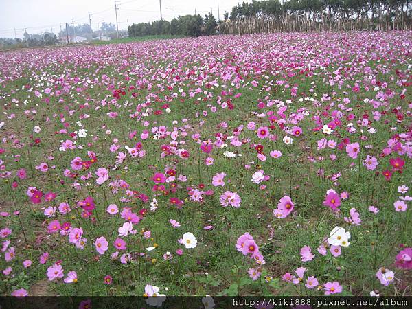 波斯菊