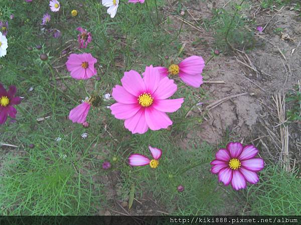 波斯菊 波斯菊