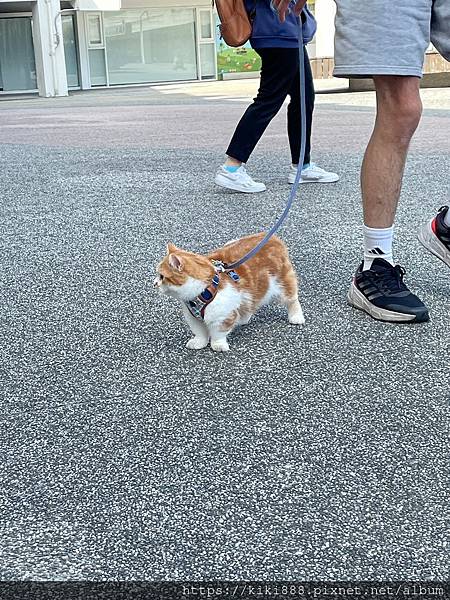 寵物展的帥氣橘貓