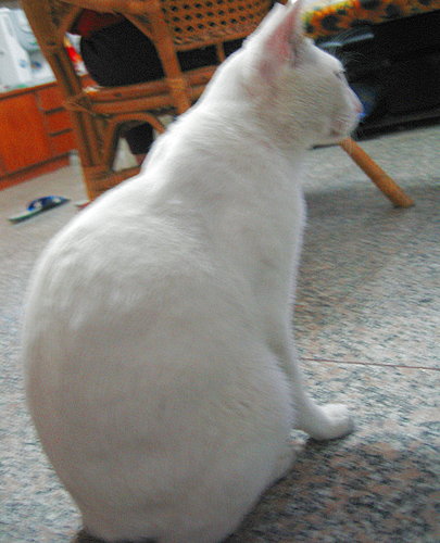 KIKI貓咪 KIKI貓咪