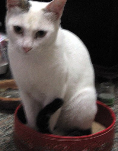 KIKI貓咪 KIKI貓咪