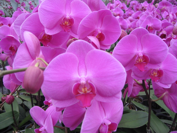 蘭花 蘭花