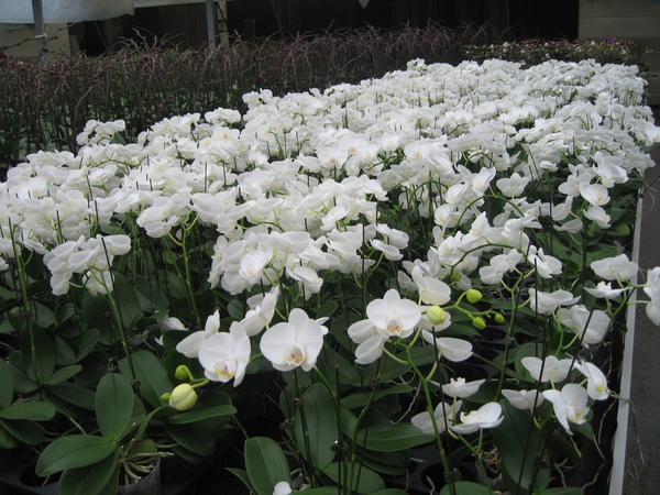蘭花 蘭花