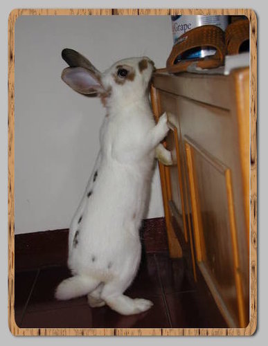 ［動物溝通回覆9］兔兔: 異常行為 / 醫師& 主人自行確實執行建議靈療 雙管齊下