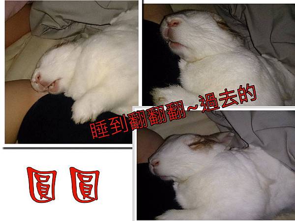 [動物溝通回饋７３，兔　]　來跟兔兔跳探戈吧～~