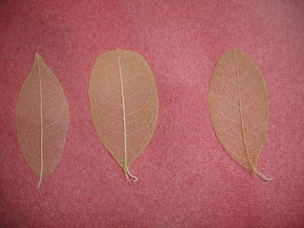 DSC01422.JPG