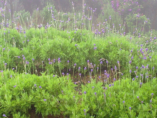 20100404577.jpg