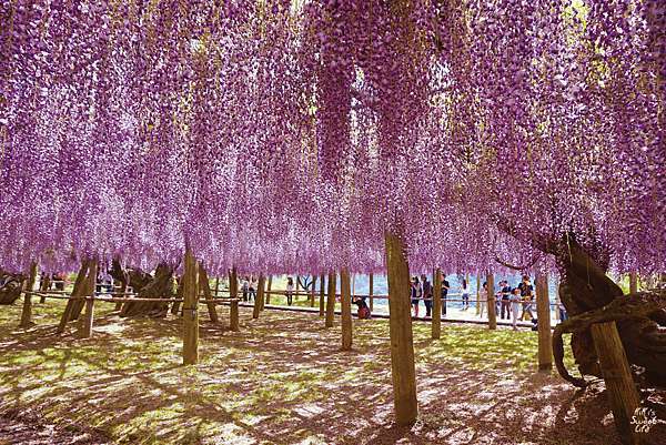 日本九州 旅行的理由 紫藤花徑絕景散策河內藤園 豬妞kk旅行規劃筆記 痞客邦