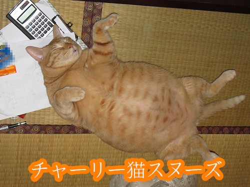 1 チャーリー猫スヌーズ.jpg