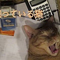 2 眠っている猫.jpg