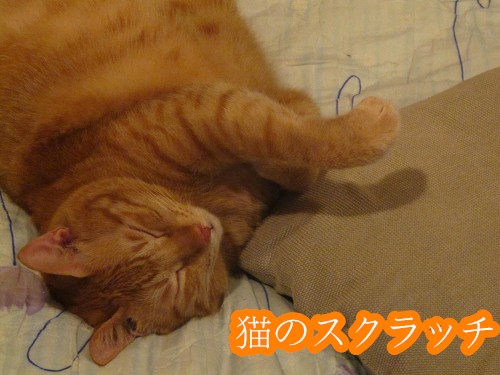 3 猫のスクラッチ.jpg