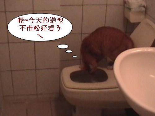 5 貓大便的造型.jpg 5 貓大便的造型.jpg