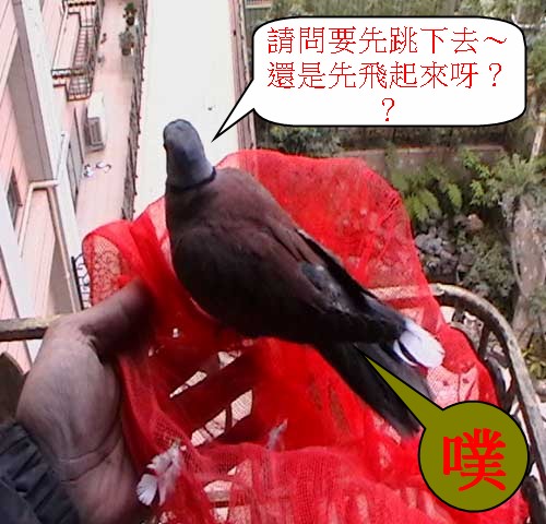 ３班甲是一種鳥~.jpg