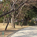 愛河旁公園樹-1-4.JPG