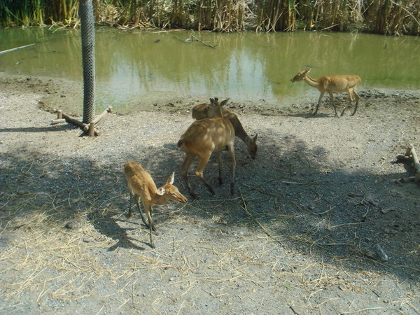 野生動物園