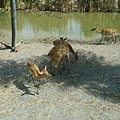 野生動物園