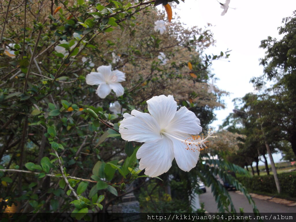 白色扶桑花