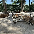 公園裡的動物區