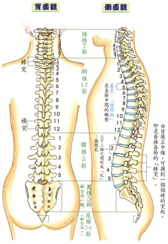 脊椎