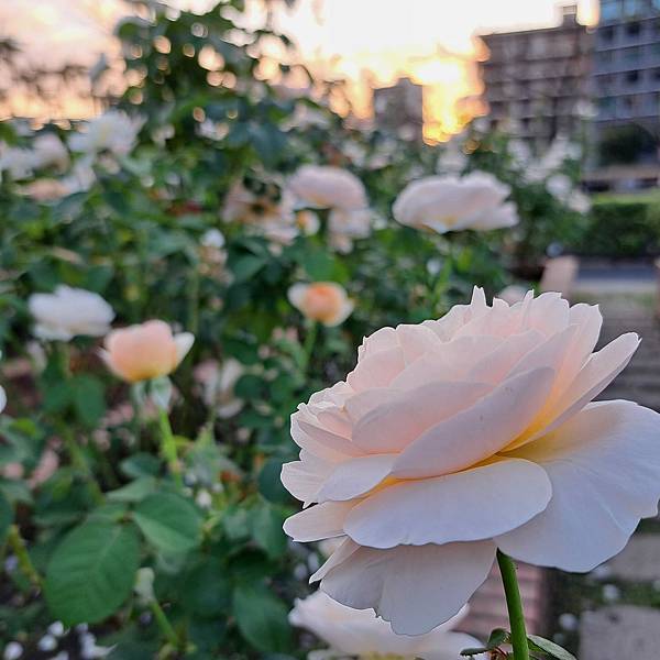 戶外禪02-4.jpg 戶外禪02-4.jpg