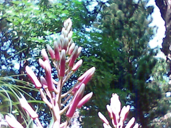 蘆薈的花