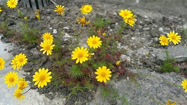 29662712_2006822796013146_8001100977137464627_o