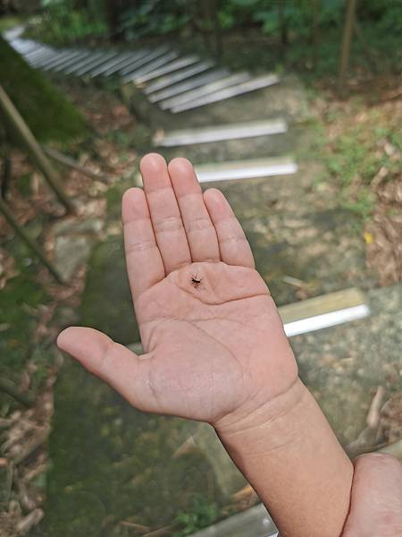 鱷魚電蚊香，夏日防蚊神器！