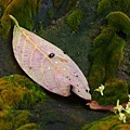 010P5151695.jpg