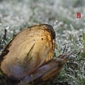 027內甕風中霧景.jpg