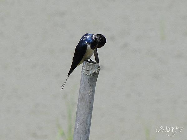 金山賞鳥010.jpg