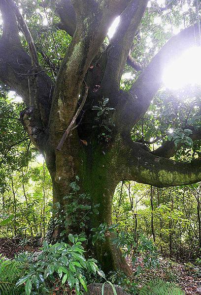 內湖康樂山089.jpg