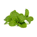 e28094pngtreee28094bouquet-of-fresh-mint-leaf_5225345[1].png