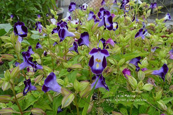 DSC_0306 DSC_0306