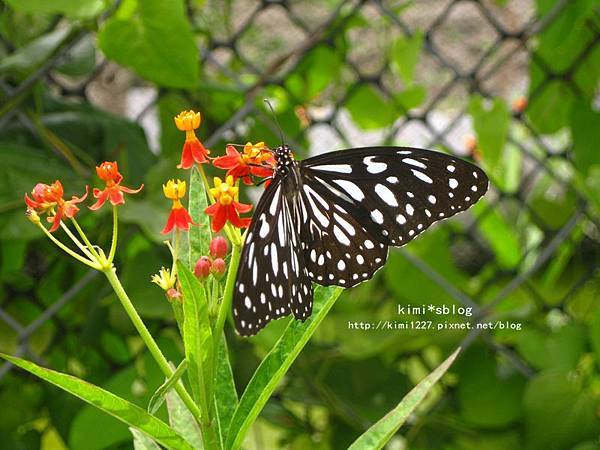IMG_4724 IMG_4724