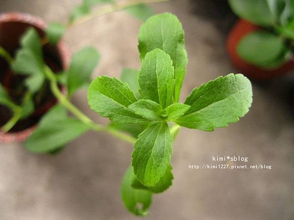 IMG_5290 IMG_5290