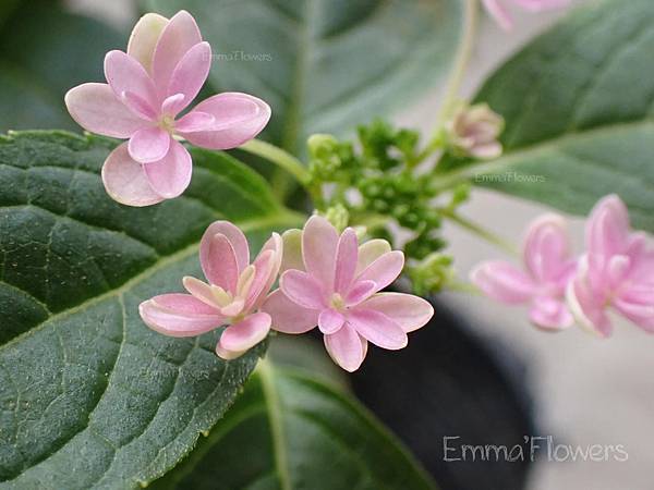 繡球花-山紫陽