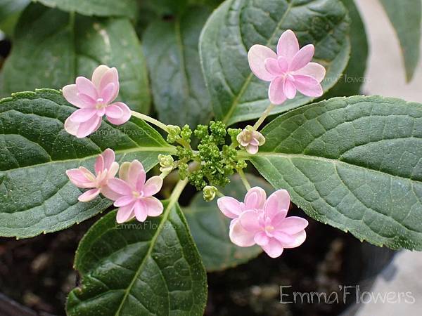 繡球花-山紫陽