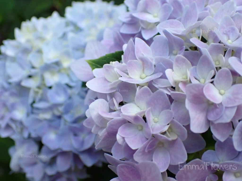 南部也能賞繡球花*無盡夏