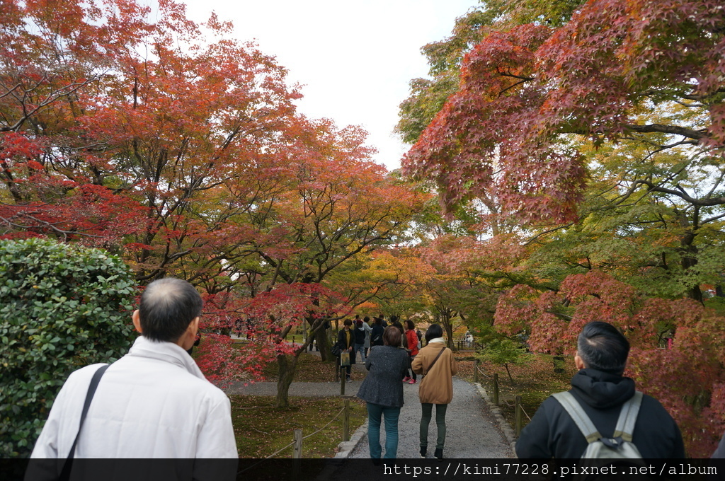 【京都楓葉景點】秋季賞楓必來的紅葉名所「東福寺」