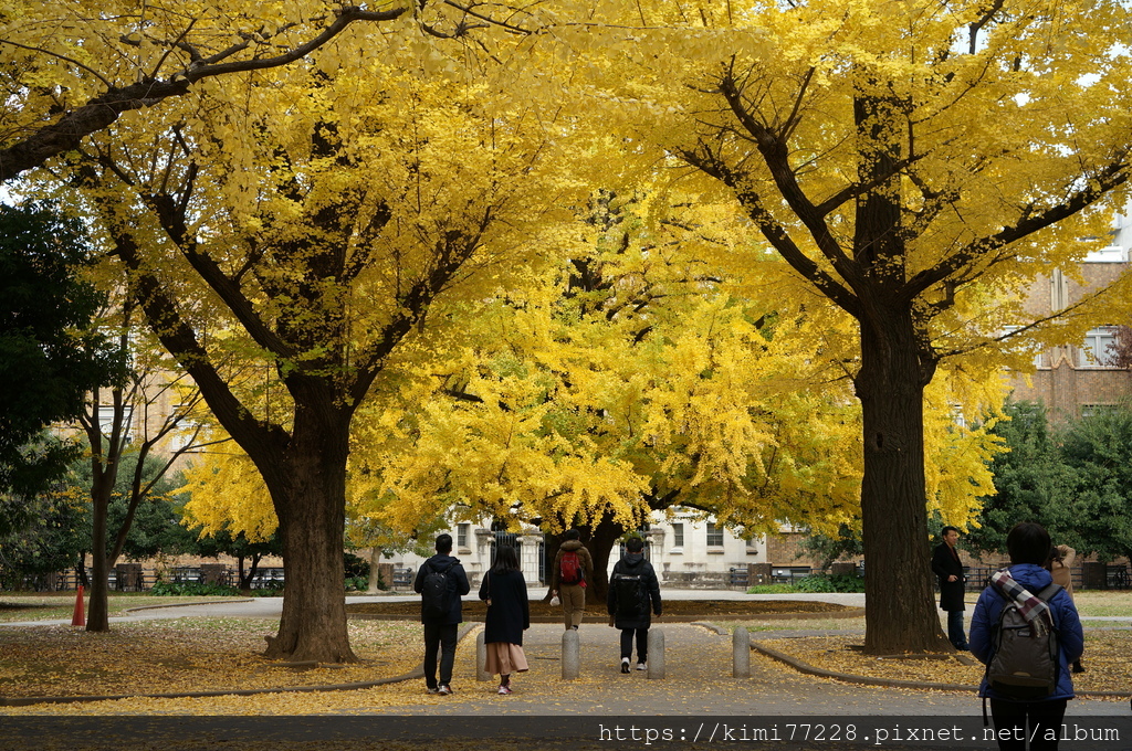 東京-東京大學