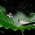 20100430_1461.jpg