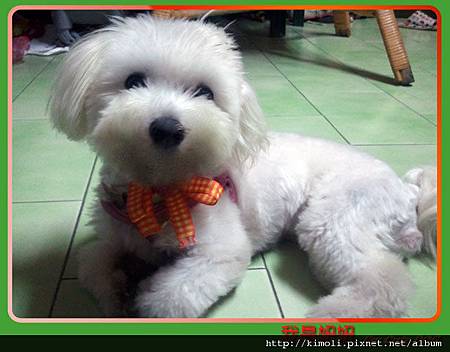 我家的髒髒瑪爾濟斯犬--妞妞.jpg 我家的髒髒瑪爾濟斯犬--妞妞.jpg