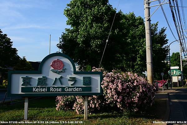 [遊記] 2019夏-東京 3-2 京成玫瑰園(2019.5.27)