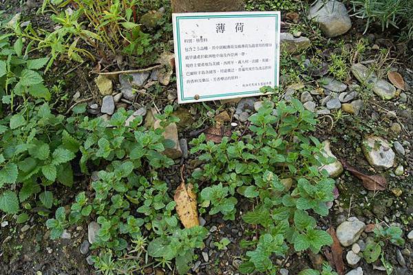 「稻湘村」民宿生態植物園