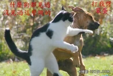 動物画像無料 これまでで最高の動物 大 爆笑 爆笑 画像