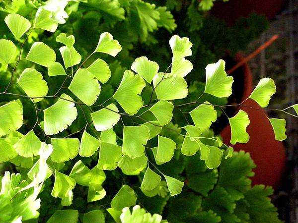 觀光花市 052 觀光花市 052