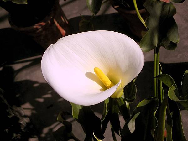 觀光花市 058 觀光花市 058