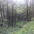 IMAG7801.jpg