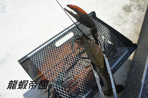 澳洲龍蝦 DSC09445