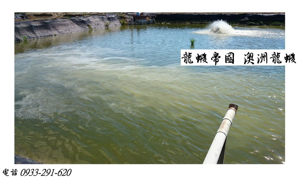 龍蝦帝國 澳洲龍蝦工廠.JPG 龍蝦帝國 澳洲龍蝦工廠.JPG